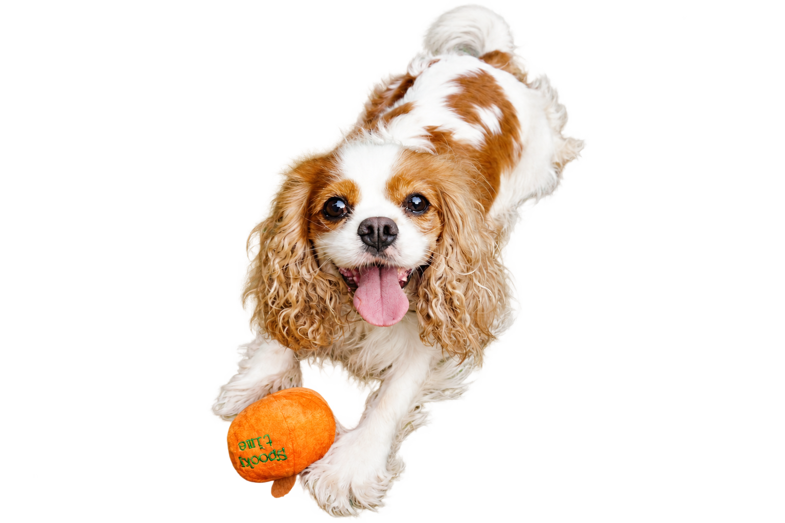 Standing Cavalier King Charles Spaniel