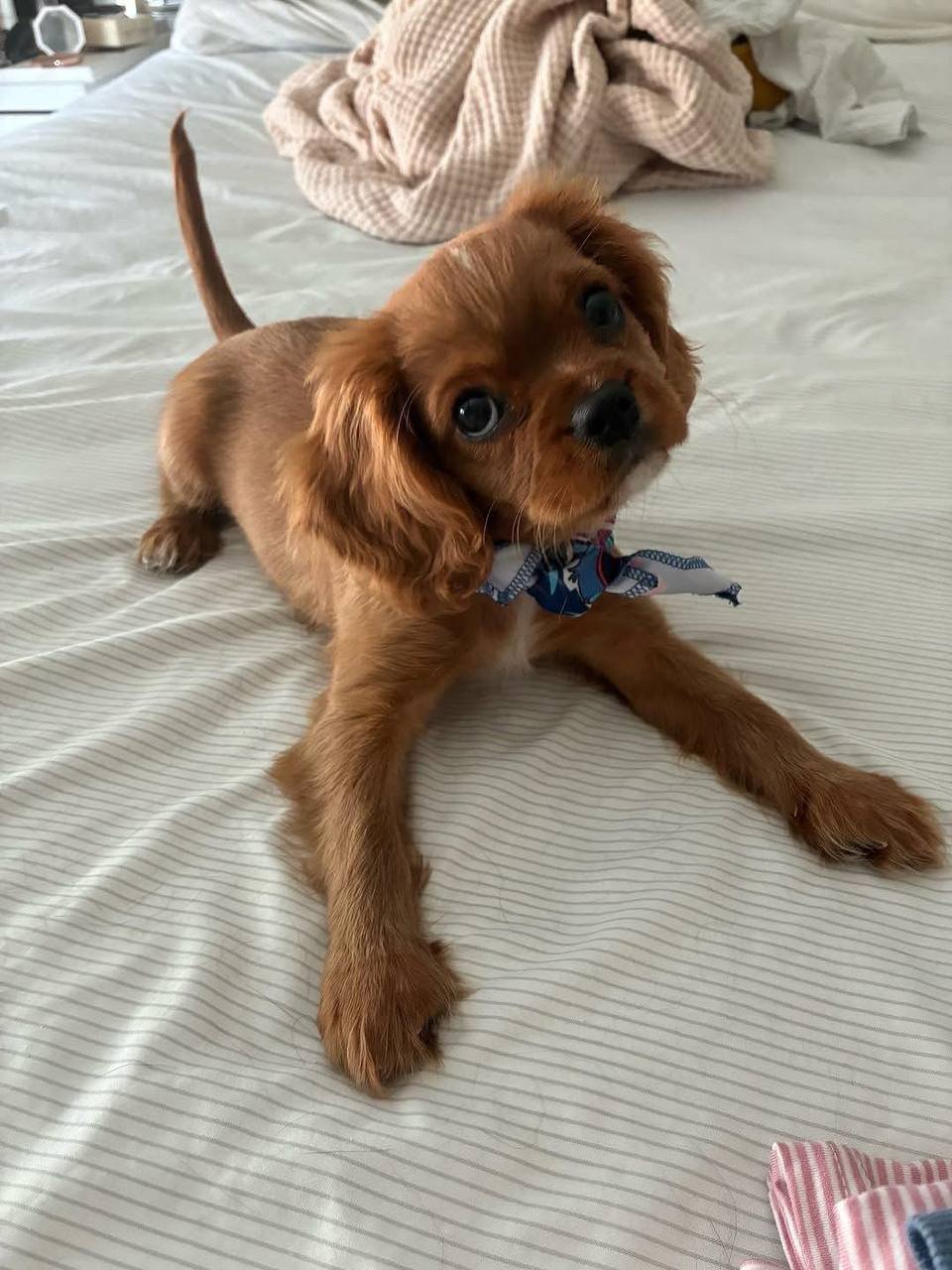 Puppy being held