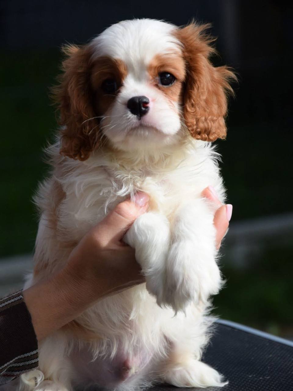 Person holding a puppy